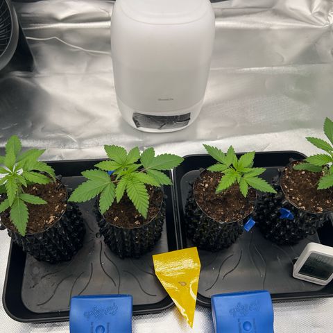 Luke Skywalker growlog timeline photo