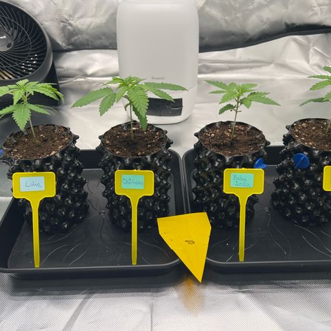 Luke Skywalker growlog photo: Jetzt haben alle Namen und werden jetzt einzeln Dokumentiert