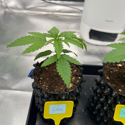 Luke Skywalker growlog timeline photo