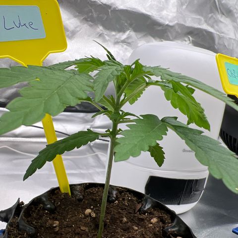Luke Skywalker growlog timeline photo