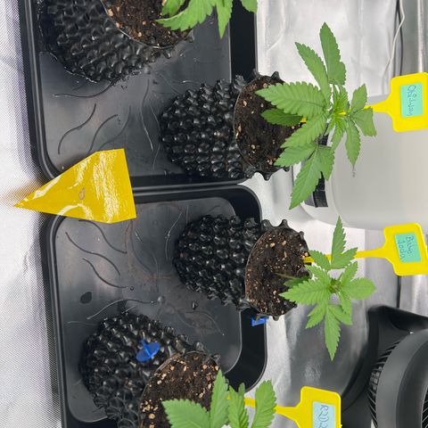 Luke Skywalker growlog timeline photo