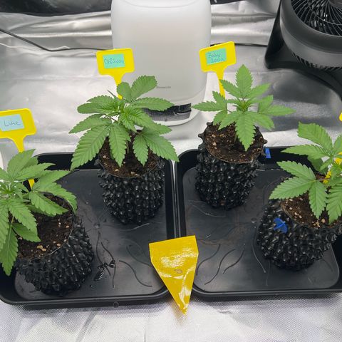 Luke Skywalker growlog timeline photo