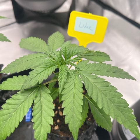 Luke Skywalker growlog timeline photo