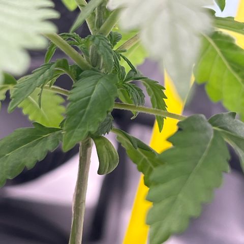 Luke Skywalker growlog timeline photo