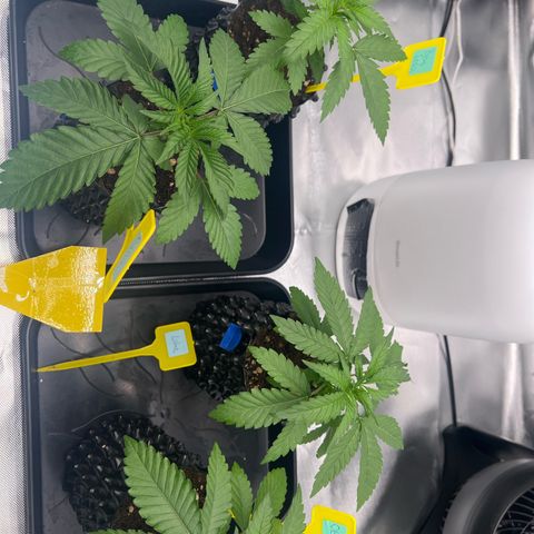 Luke Skywalker growlog timeline photo