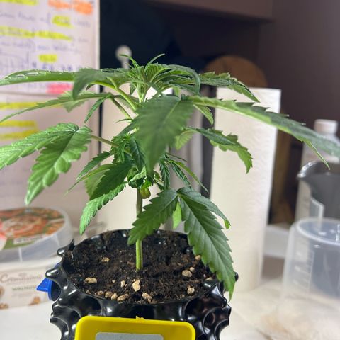 Luke Skywalker growlog timeline photo