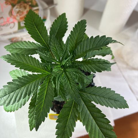 Luke Skywalker growlog timeline photo