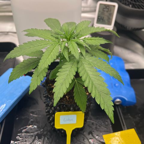 Luke Skywalker growlog timeline photo