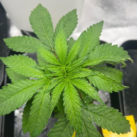 Luke Skywalker growlog timeline photo
