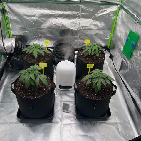 Luke Skywalker growlog photo: Umgetopft im 16 Liter Stofftopf mit Blähton Drainage