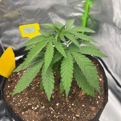 Luke Skywalker growlog timeline photo