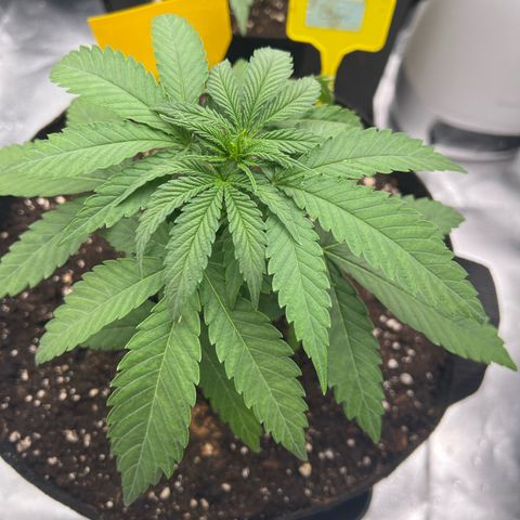 Luke Skywalker growlog timeline photo