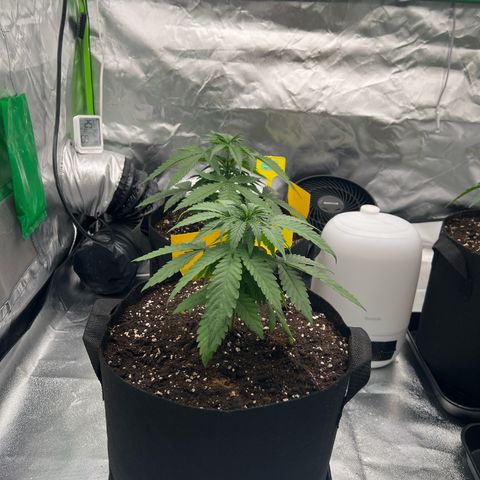 Luke Skywalker growlog timeline photo