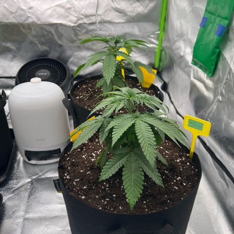 Luke Skywalker growlog timeline photo