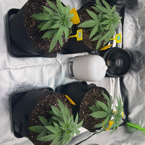 Luke Skywalker growlog timeline photo