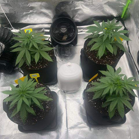 Luke Skywalker growlog timeline photo