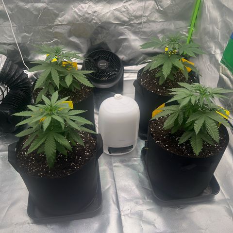Luke Skywalker growlog photo: 530 PPFD 