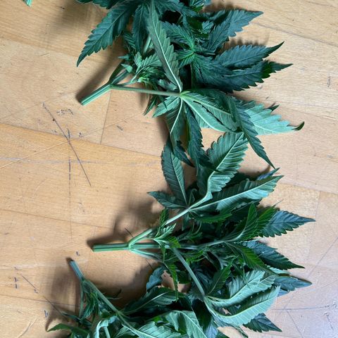 Luke Skywalker growlog photo: Alle nach der der 3. Nodie getoppt und runtergebunden