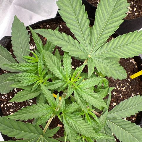 Luke Skywalker growlog timeline photo