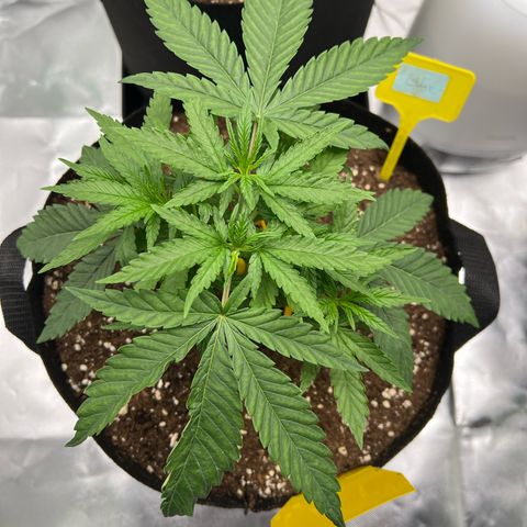 Luke Skywalker growlog timeline photo