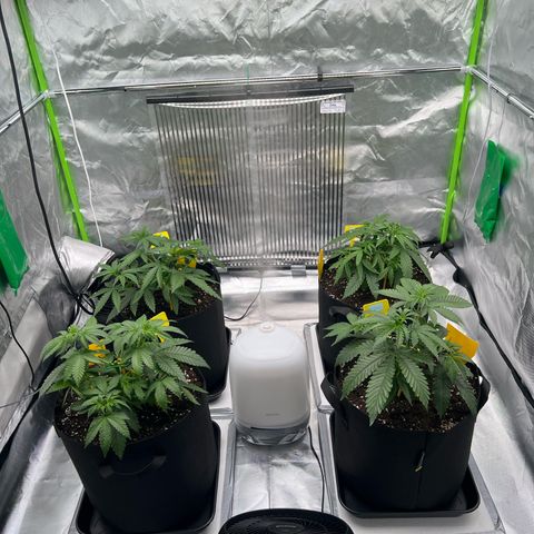 Luke Skywalker growlog timeline photo