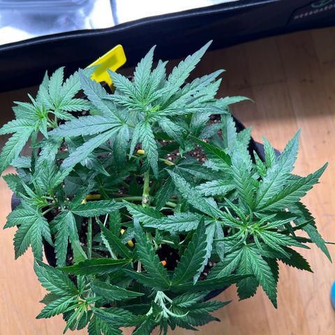 Luke Skywalker growlog timeline photo