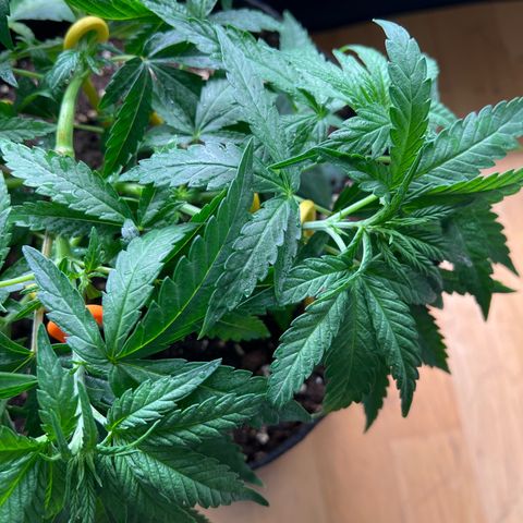 Luke Skywalker growlog timeline photo