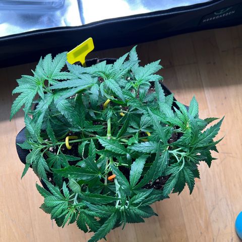 Luke Skywalker growlog timeline photo