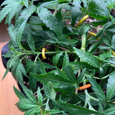 Luke Skywalker growlog timeline photo