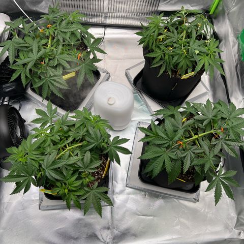 Luke Skywalker growlog timeline photo
