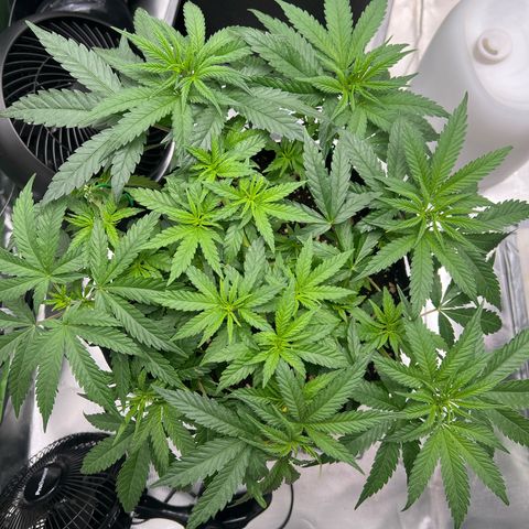 Luke Skywalker growlog timeline photo