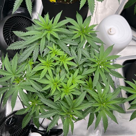 Luke Skywalker growlog timeline photo