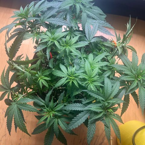 Luke Skywalker growlog timeline photo