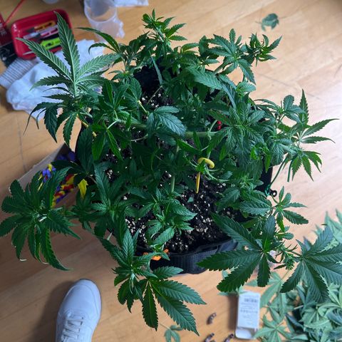 Luke Skywalker growlog timeline photo