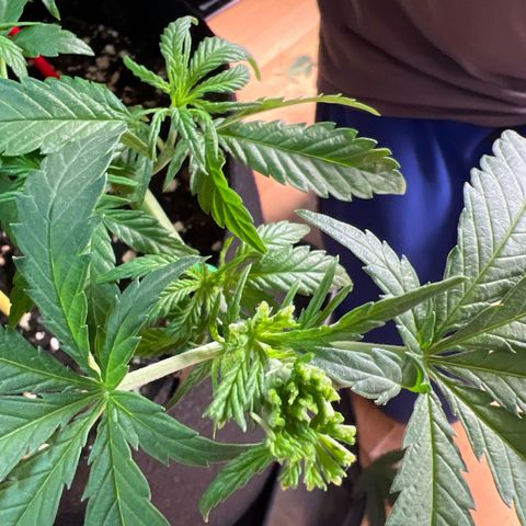 Luke Skywalker growlog timeline photo