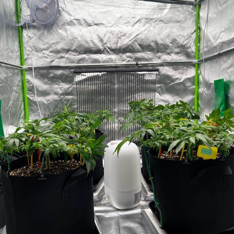 Luke Skywalker growlog timeline photo