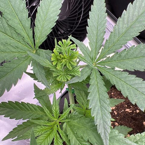 Luke Skywalker growlog timeline photo