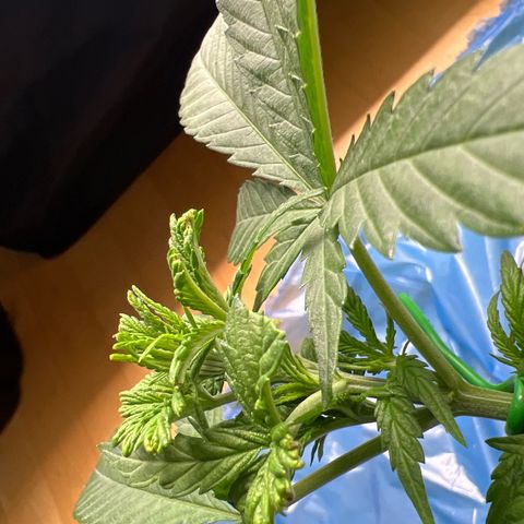 Luke Skywalker growlog photo: Fim Entwicklung
