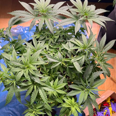 Luke Skywalker growlog timeline photo