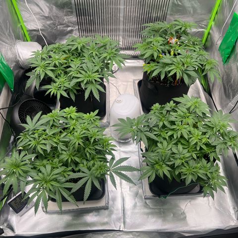 Luke Skywalker growlog photo: Bekommen alle 1,4 Liter Wasser mit Dünger