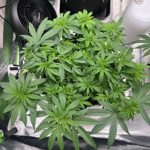 Luke Skywalker growlog timeline photo
