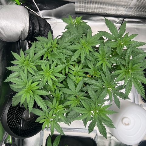 Luke Skywalker growlog timeline photo