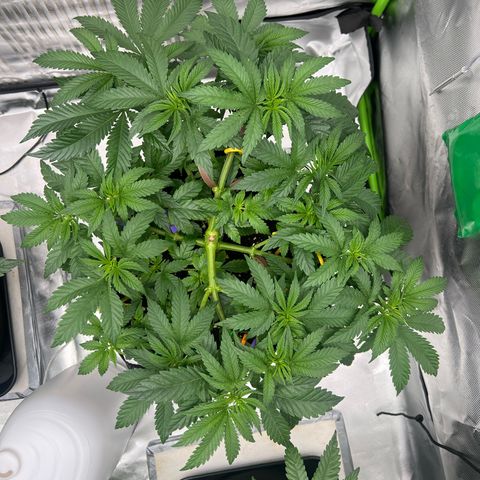 Luke Skywalker growlog timeline photo