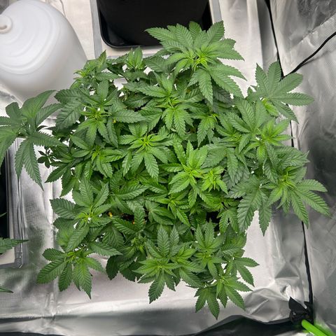 Luke Skywalker growlog timeline photo