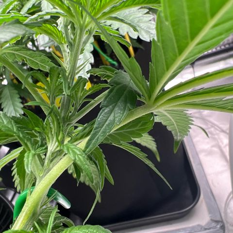Luke Skywalker growlog photo: So sieht es nach dem Fimmen aus