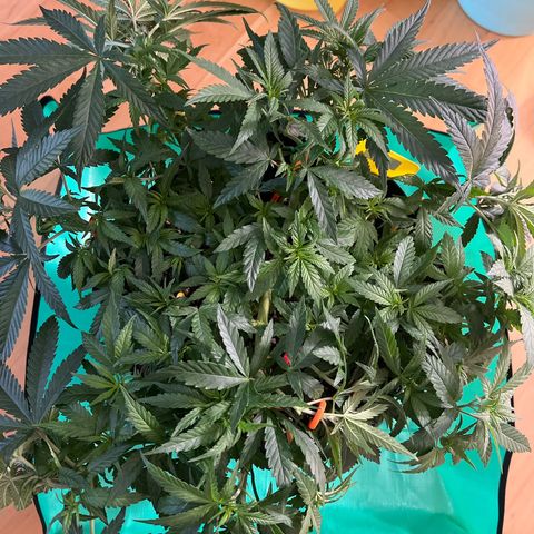 Luke Skywalker growlog photo: 5,2 kg