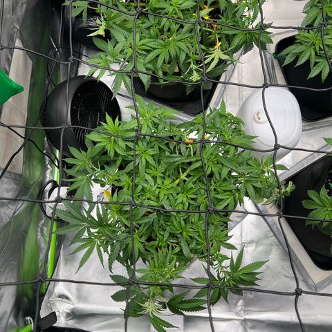 Luke Skywalker growlog timeline photo
