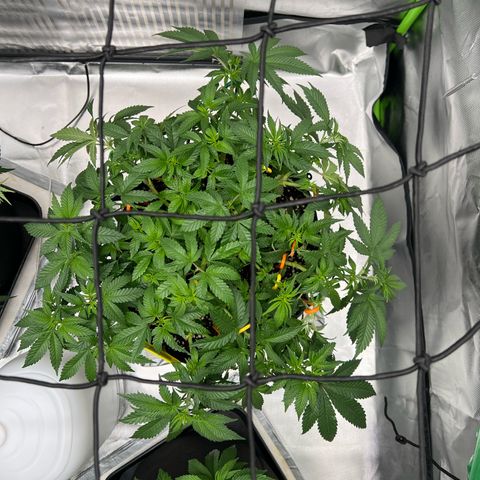 Luke Skywalker growlog timeline photo