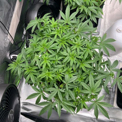 Luke Skywalker growlog timeline photo