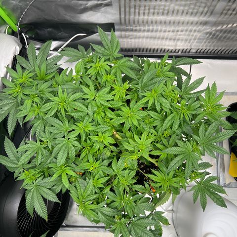 Luke Skywalker growlog timeline photo